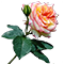 繁趣花卉網(wǎng) - 養(yǎng)花大全_家庭養(yǎng)花技巧_專(zhuān)業(yè)養(yǎng)花知識(shí)_教你如何養(yǎng)花_養(yǎng)花全集