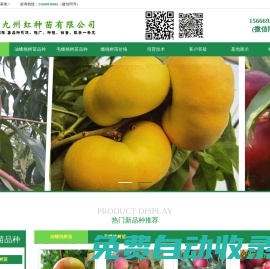 蟠桃樹苗-油蟠桃樹苗-毛蟠桃樹苗品種價格 - 九州紅種苗