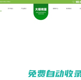 大櫻桃苗,大櫻桃苗木,大櫻桃樹苗-山東大櫻桃苗木有限公司