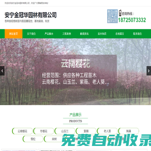 安寧金冠華園林有限公司、云南綠化樹木種植批發零售、云南綠化帶植物種植公司、云南花卉植物樹木批發、云南苗圃種植公司、櫻花冬櫻花山玉蘭老人葵批發零售、安寧園林綠化樹木公司、云南安寧苗圃種植基地