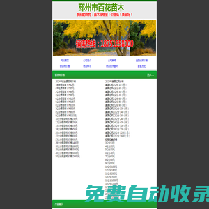 銀杏樹,銀杏樹價格,江蘇銀杏樹,最新銀杏樹價格,邳州銀杏樹基地