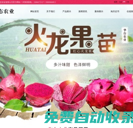 壽光市華臺生態(tài)農(nóng)業(yè)有限公司-臺灣大紅火龍果,火龍果苗樹