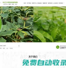 中草藥種植_中草藥批發_鼎諾天樸中草藥_玉溪佳拓農業發展有限公司