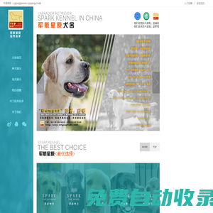 軍航星原拉布拉多犬舍丨拉布拉多尋回獵犬丨拉布拉多犬