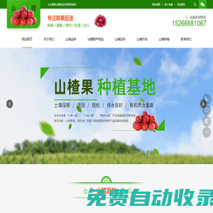 山楂批發(fā)-山楂批發(fā)市場(chǎng)-山東沂蒙新鮮山楂代收種植基地