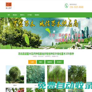 大型彩葉苗木_綠化苗木_草花種植基地-河北百盛苗木(免費苗木報價)