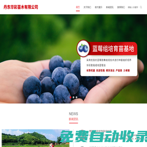 丹東華彩苗木有限公司-丹東華彩苗木-藍莓苗基地-東北紅豆杉基地