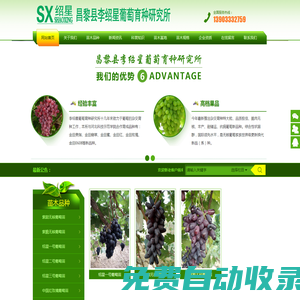昌黎縣李紹星葡萄育種研究所,葡萄苗,葡萄苗木,新品種葡萄苗,紹星系列葡萄苗