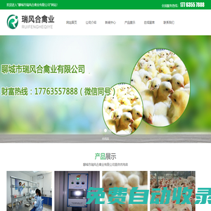 817肉雞苗行情 - 聊城市瑞風(fēng)合禽業(yè)有限公司