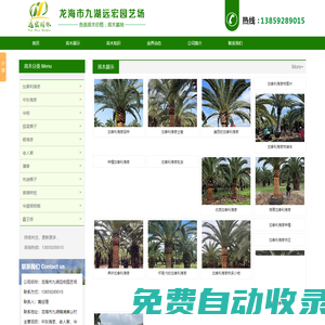 加拿利海棗,中東海棗,華棕,狐尾椰子,銀海棗,老人葵,蒲葵,布迪椰子,紫薇樹樁,華盛頓棕櫚,霸王棕-龍海市九湖遠宏園藝場
