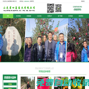蘋果苗-矮化蘋果苗-蘋果樹苗 - 山東省四喜苗木有限公司