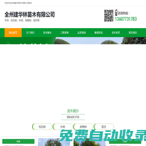 廣西楊梅樹種植基地-桂花樹/國槐-紅楓樹種植基地-廣西全州建華林苗木