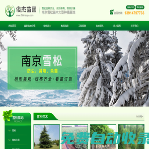 雪松樹-雪松價格-雪松小苗-雪松基地「南京俊杰苗圃場」