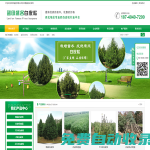 陜西省藍田縣白皮松種植基地