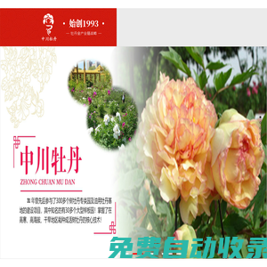 甘肅牡丹,紫斑牡丹,油用牡丹,牡丹產(chǎn)業(yè)加盟,甘肅中川牡丹