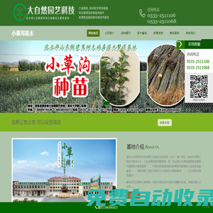 福星蘋果苗-蘋果苗新品種-小草溝種苗-萊州大自然園藝科技
