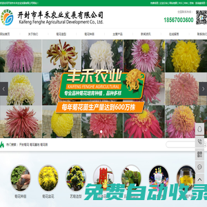 開封菊花_菊花基地_菊花苗-開封市豐禾農業發展有限公司