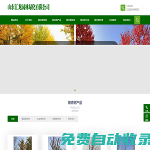 銀杏樹(shù)|山東銀杏樹(shù)|銀杏樹(shù)價(jià)格|銀杏樹(shù)基地 - 山東匯龍園林綠化有限公司