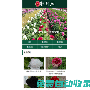 牡丹花開 - 為您分享牡丹花圖片、牡丹花的介紹！