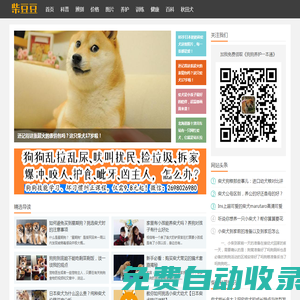 柴犬_專注日本柴犬知識科普,15年養柴經驗 - 柴豆豆柴犬