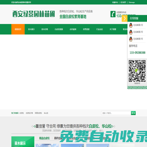 白皮松_陜西白皮松批發(fā)價(jià)格_基地報(bào)價(jià)行情_(kāi)西安綠景園林苗圃