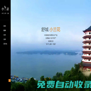 舒城小蘭花茶|安徽名茶_六安特產_國家地理標志產品