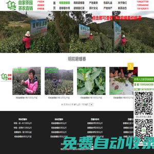 2024年明前碧螺春新茶價(jià)格_今年正宗碧螺春價(jià)格_明前碧螺春價(jià)格