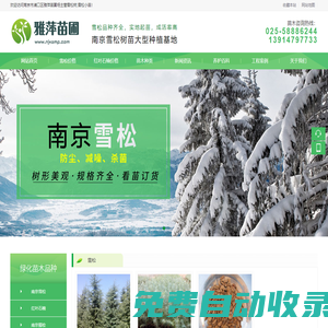 雪松-雪松價格-雪松小苗-大型雪松基地「南京雅萍苗圃場」