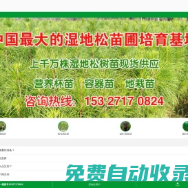 濕地松價格|濕地松批發|濕地松供應【成活率高達100%】-隨州希望苗圃