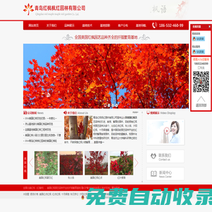 美國紅楓_秋日夢幻_紅點紅楓_秋火焰_青島紅楓楓紅園林