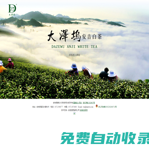 大澤塢安吉白茶 安吉大澤塢茶場