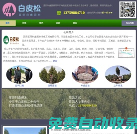 白皮松_陜西白皮松產地直銷報價_藍田利鑫白皮松園林