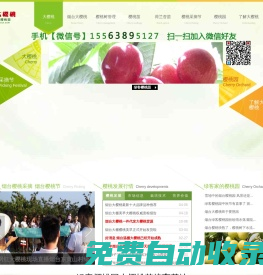 煙臺大櫻桃_櫻桃苗_大櫻桃批發_大櫻桃代理貨源_煙臺綠客櫻桃園