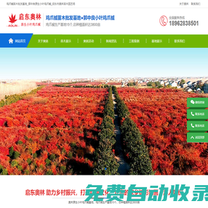 雞爪槭,小葉雞爪槭樹,郭中良原生小葉雞爪槭基地-啟東奧林苗木