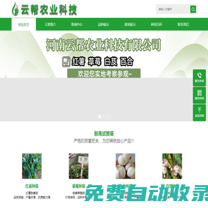 河南云幫農業科技有限公司-紅薯脫毒種苗_草莓脫毒種苗_百合脫毒種苗_白芨脫毒種苗