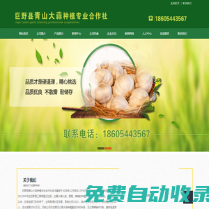 巨野縣青山大蒜種植專業合作社-巨野縣青山大蒜種植專業合作社