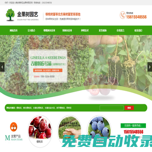 吉塞拉,櫻桃苗,吉塞拉櫻桃,吉塞拉砧木,桃樹苗,吉塞拉櫻桃苗,吉塞拉小苗,矮化櫻桃苗,山東櫻桃苗