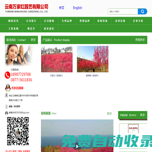 櫻花苗,櫻花苗木,櫻花種苗,櫻花樹苗,垂枝櫻花,云南櫻花,櫻花圖片,櫻花視頻,櫻花基地,櫻花苗木供應商,撫仙湖櫻花節-云南萬家紅園藝有限公司