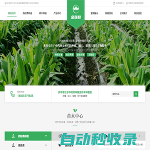 四川花椒苗公司_四川秦艽中藥材批發_四川高山柳價格__四川大黃批發-金瑞和紅景天批發