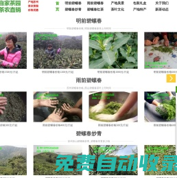 蘇州碧螺春_洞庭碧螺春_碧螺春價格_西山碧螺春_正宗碧螺春茶葉