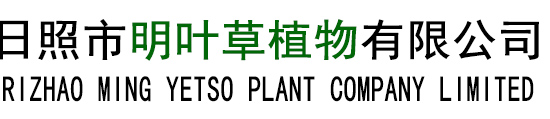明日葉-明日葉批發(fā)-價格-日照市明葉草植物有限公司