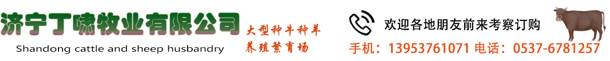 濟寧丁嘯牧業(yè)有限公司-黃牛 小尾寒羊 肉牛羊調(diào)撥 肉牛 肉羊 種兔 獺兔 肉兔  西門塔爾  夏洛萊牛 利木贊牛 波爾山羊