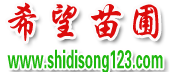 濕地松價格|濕地松批發(fā)|濕地松供應【成活率高達100%】-隨州希望苗圃