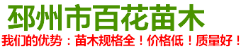 銀杏樹,銀杏樹價格,江蘇銀杏樹,最新銀杏樹價格,邳州銀杏樹基地