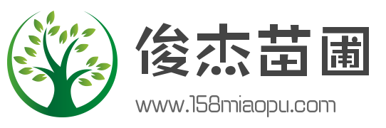 雪松樹-雪松價格-雪松小苗-雪松基地「南京俊杰苗圃場」