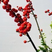 欣賞精美盆景,打造綠色生活-愛竹居