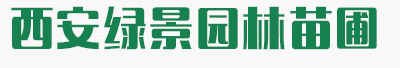 白皮松_陜西白皮松批發價格_基地報價行情_西安綠景園林苗圃