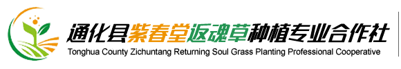返魂草-通化縣紫春堂返魂草種植專業(yè)合作社-返魂草種子