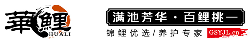 華鯉，日本錦鯉，純種錦鯉，精品錦鯉批發，錦鯉護理熱線：13360008867-