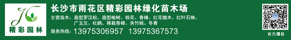 湖南苗木基地|湖南桂花樹價(jià)格|湖南造型羅漢松|湖南桂花價(jià)格|湖南移栽香樟|湖南苗木|茶花價(jià)格-長沙市雨花區(qū)精彩園林綠化苗木場